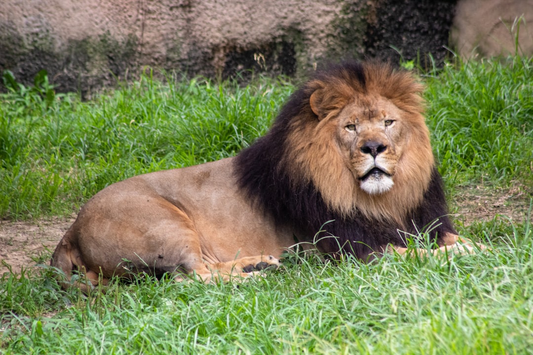 African Lions: The Pride's Fierce Defenders (Image Credits: Unsplash)