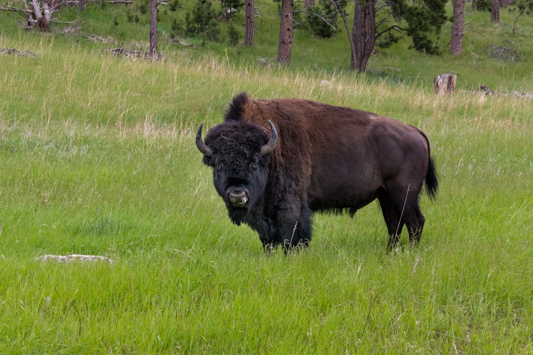 North American Bison: The Prairie Powerhouse (Image Credits: Unsplash)