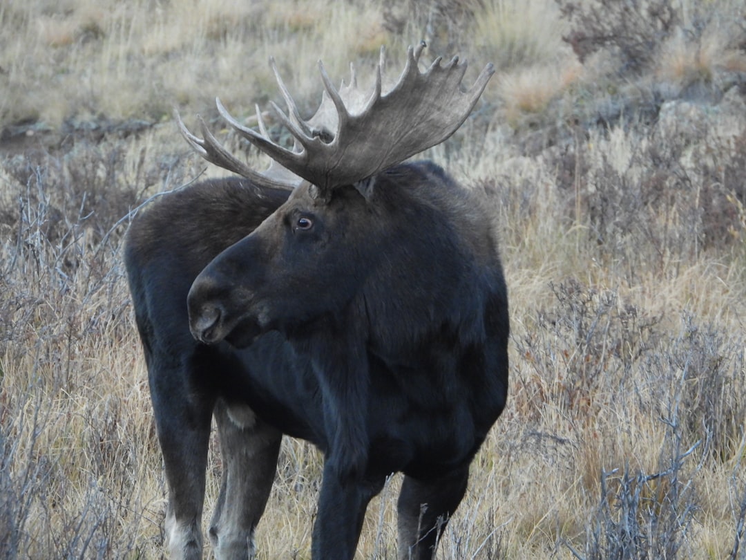 Moose: The Gentle Giants with Deadly Antlers (Image Credits: Unsplash)
