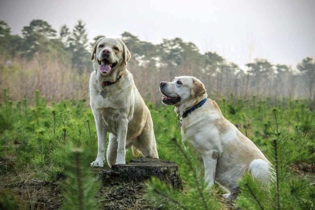 Kangal Dogs: The Turkish Titans (Image Credits: Rawpixel)