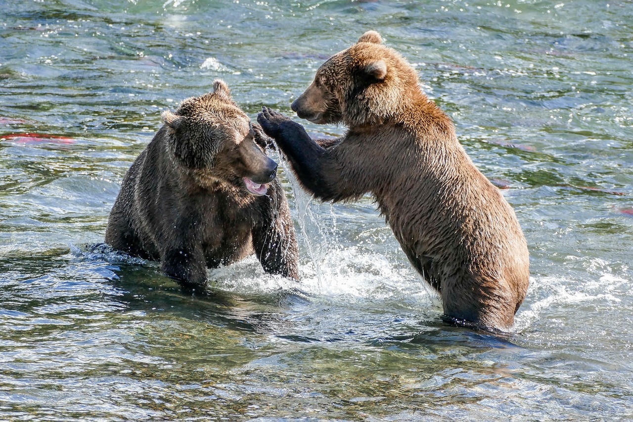 Other Bears: The Ultimate Rivals (Image Credits: Pixabay)