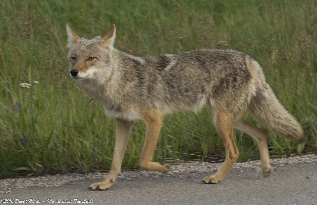 The Cunning Survivor: Coyote (Image Credits: Flickr)