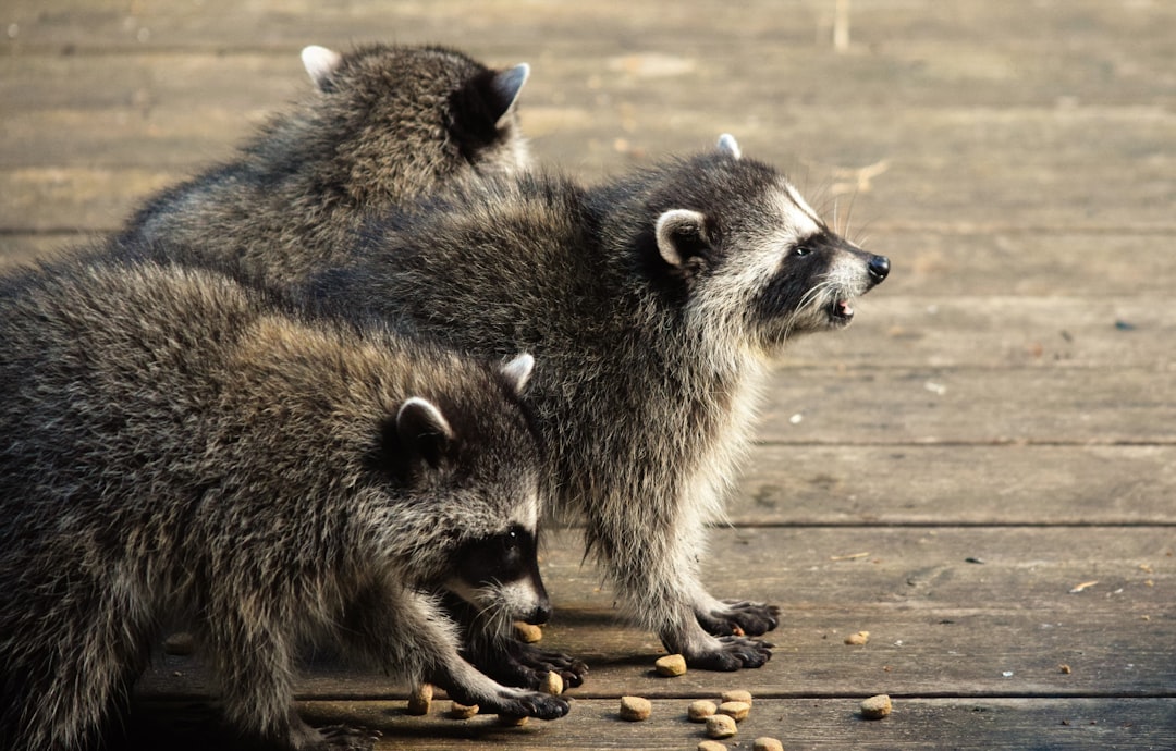 The Problem-Solving Bandit: Raccoon (Image Credits: Unsplash)