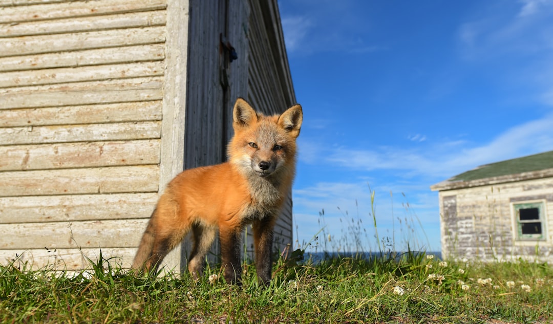 The Strategic Innovator: Red Fox (Image Credits: Unsplash)