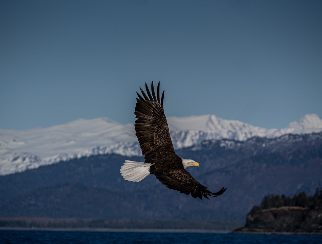 The Soaring Visionary: Bald Eagle (Image Credits: Unsplash)