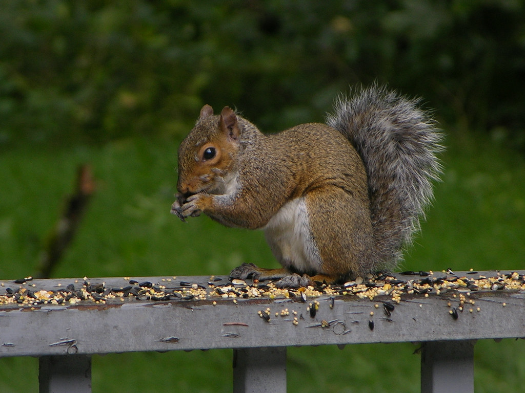 The Adaptable Acrobat: Gray Squirrel (Image Credits: Flickr)