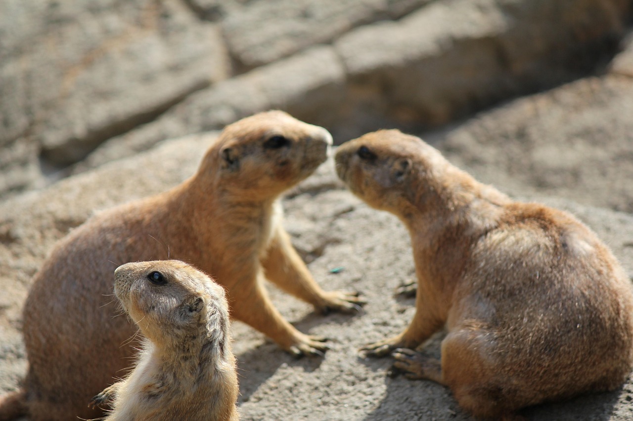 The Underground Architect: Prairie Dog (Image Credits: Pixabay)