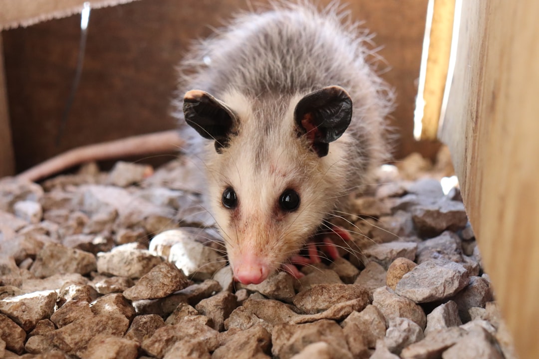 The Resourceful Survivor: Virginia Opossum (Image Credits: Unsplash)