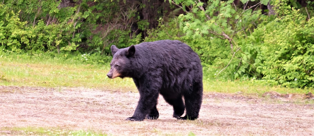 The Industrious Craftsman: Black Bear (Image Credits: Unsplash)