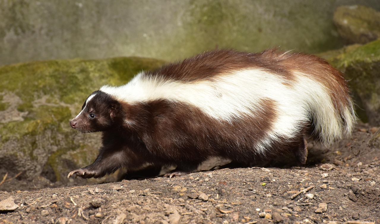 The Ingenious Survivor: Skunk (Image Credits: Pixabay)