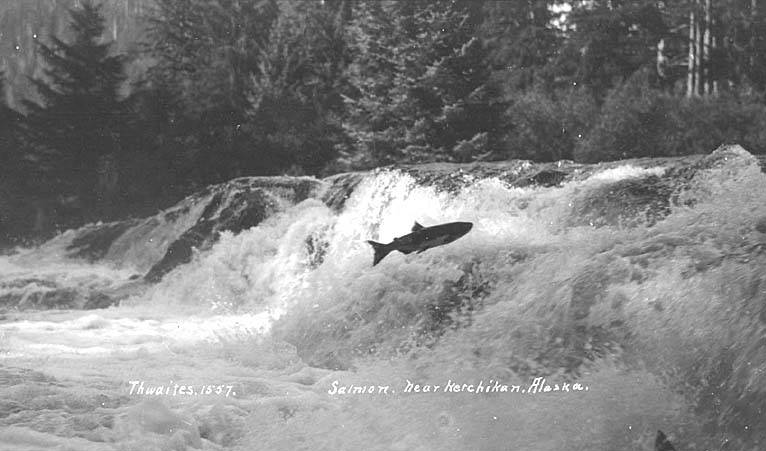 The Salmon's Determination: Upstream Innovators