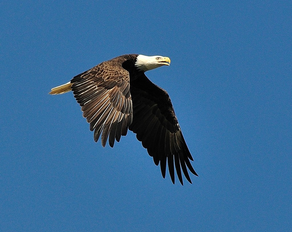 Spring's Trailblazers: The Eagle's Domain (Image Credits: Flickr)