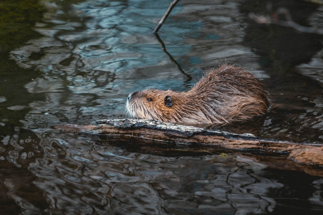 Summer's Innovators: The Beaver's Ingenuity (Image Credits: Unsplash)