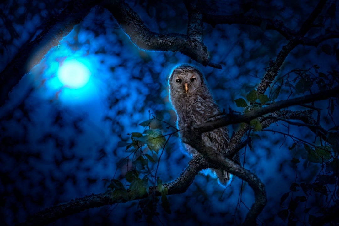 Autumn's Visionaries: The Owl's Wisdom (Image Credits: Unsplash)