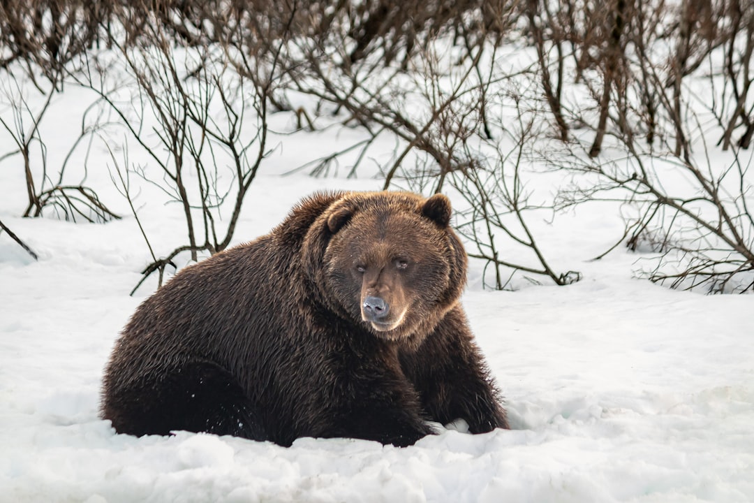 Winter's Survivors: The Bear's Strength (Image Credits: Unsplash)