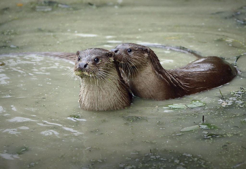 The Otter's Joy: Creative Problem-Solvers (Image Credits: Flickr)