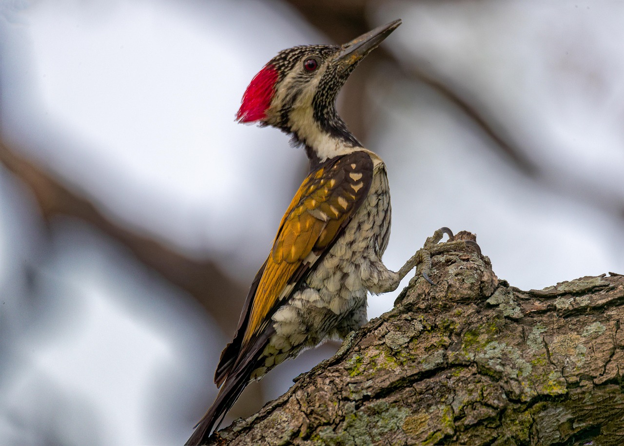The Woodpecker's Persistence: Foundation Builders (Image Credits: Pixabay)