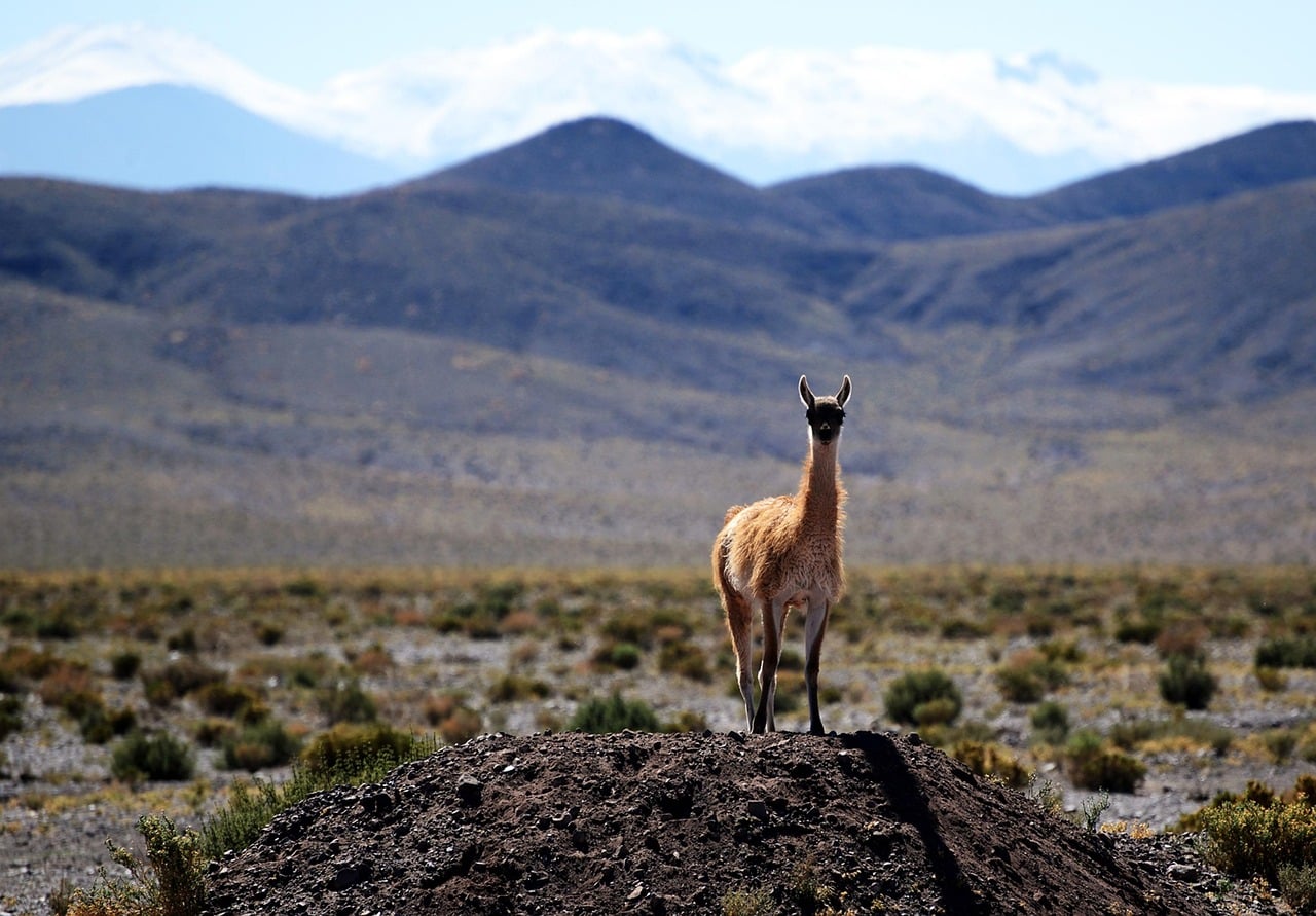 Conclusion: Your Seasonal Spirit Animal's American Legacy (Image Credits: Pixabay)