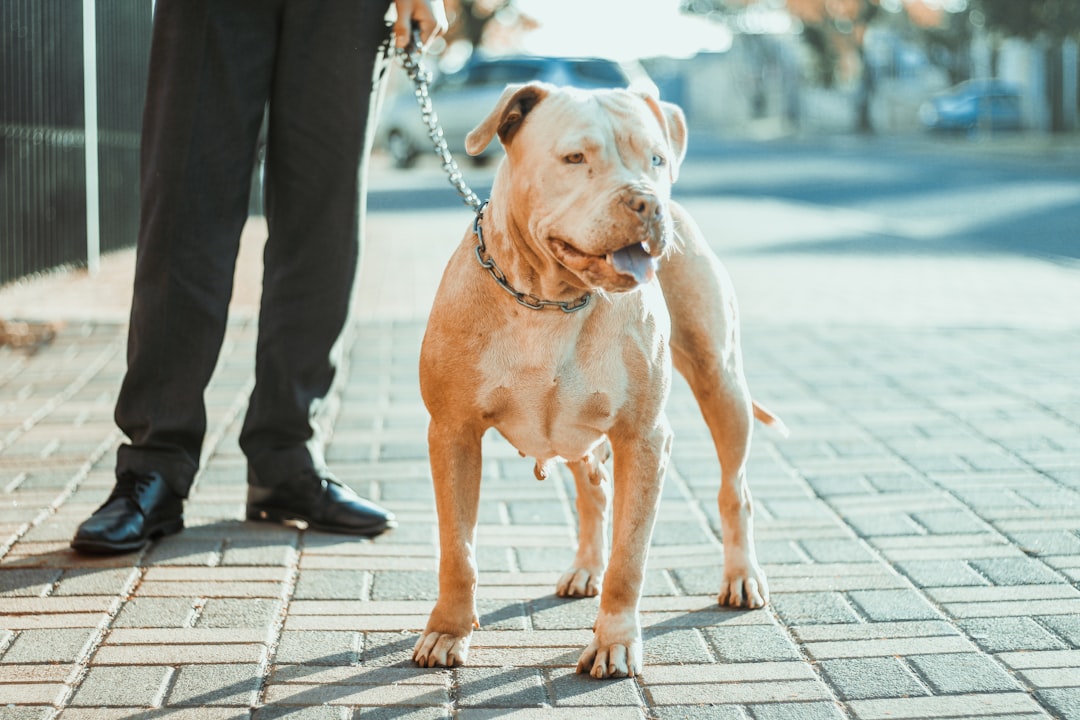 Aries and the American Pit Bull Terrier: Fierce Protection (Image Credits: Unsplash)