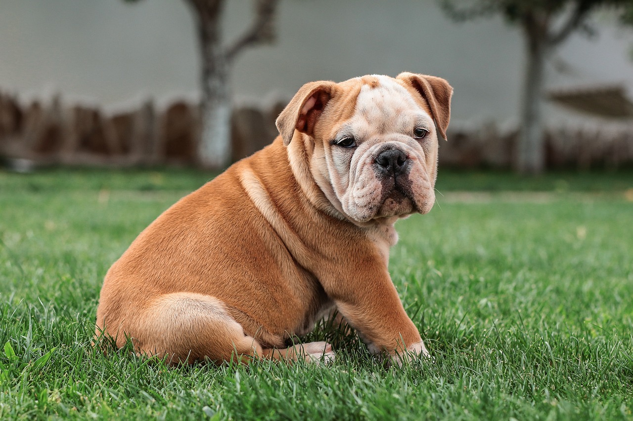 Taurus and the English Bulldog: Steadfast Companions (Image Credits: Pixabay)