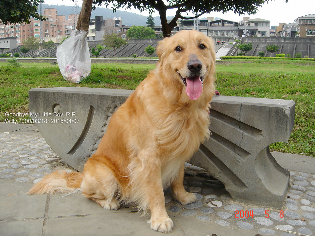 Cancer and the Golden Retriever: Nurturing Devotion (Image Credits: Flickr)