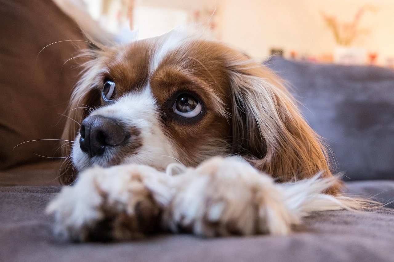 Libra and the Cavalier King Charles Spaniel: Harmonious Balance (Image Credits: Pixabay)