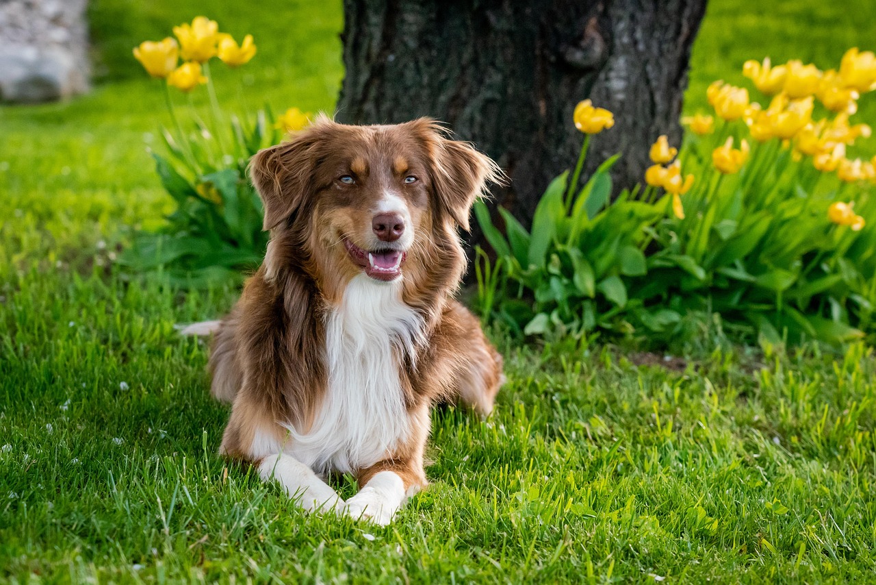 Sagittarius and the Australian Shepherd: Adventurous Freedom (Image Credits: Pixabay)