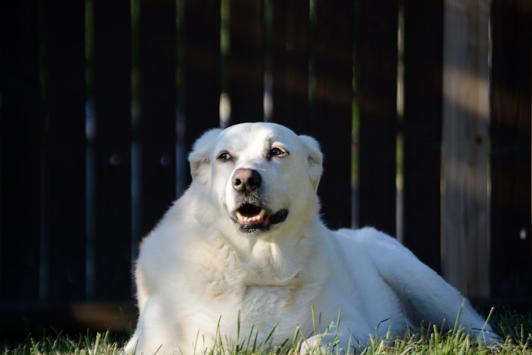 Capricorn and the Great Pyrenees: Devoted Guardians (Image Credits: Unsplash)