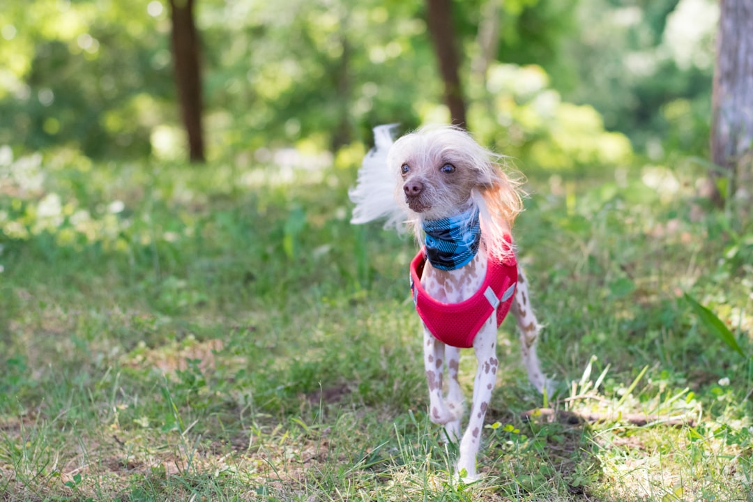 Aquarius and the American Hairless Terrier: Unique Independence (Image Credits: Unsplash)