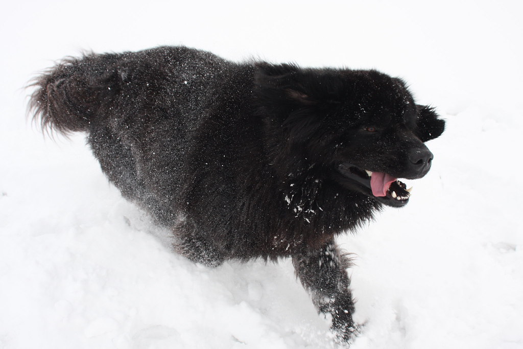 Pisces and the Newfoundland: Gentle Empathy (Image Credits: Flickr)