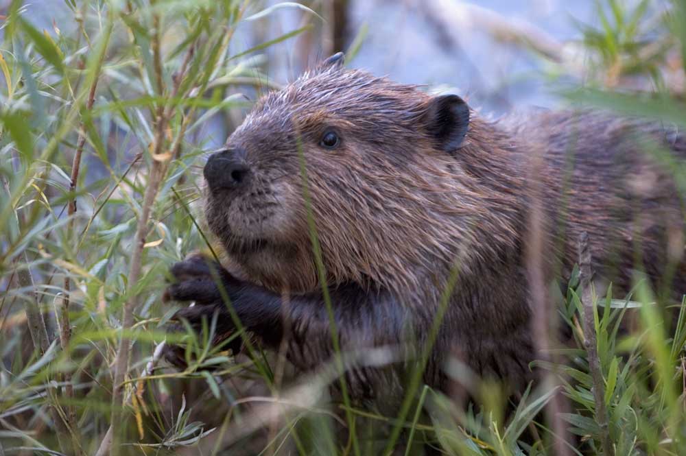 The American Beaver: Nature's Master Engineer (Image Credits: Wikimedia)