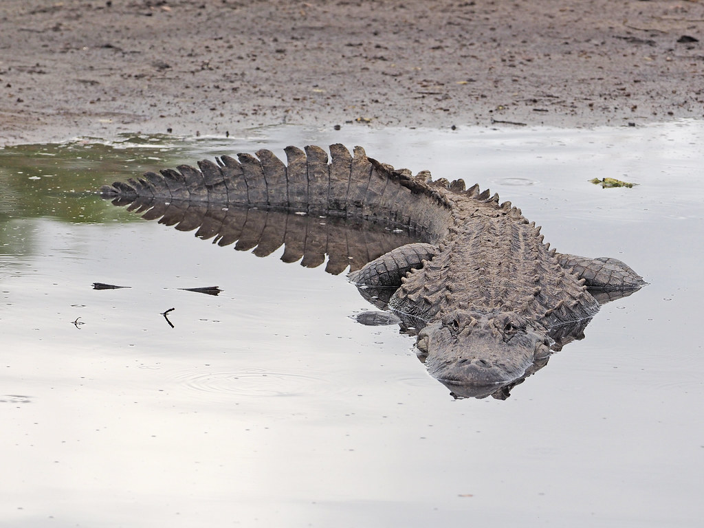 The American Alligator: Ancient Survivor's Comeback (Image Credits: Flickr)