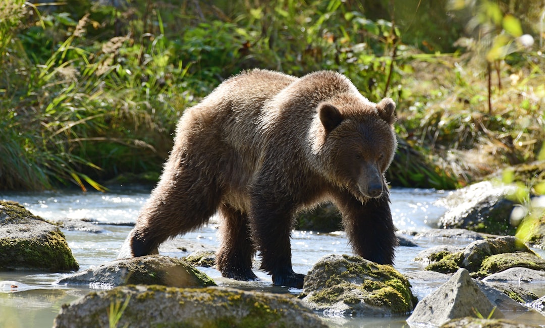 The Grizzly Bear: Raw Power and Protection (Image Credits: Unsplash)