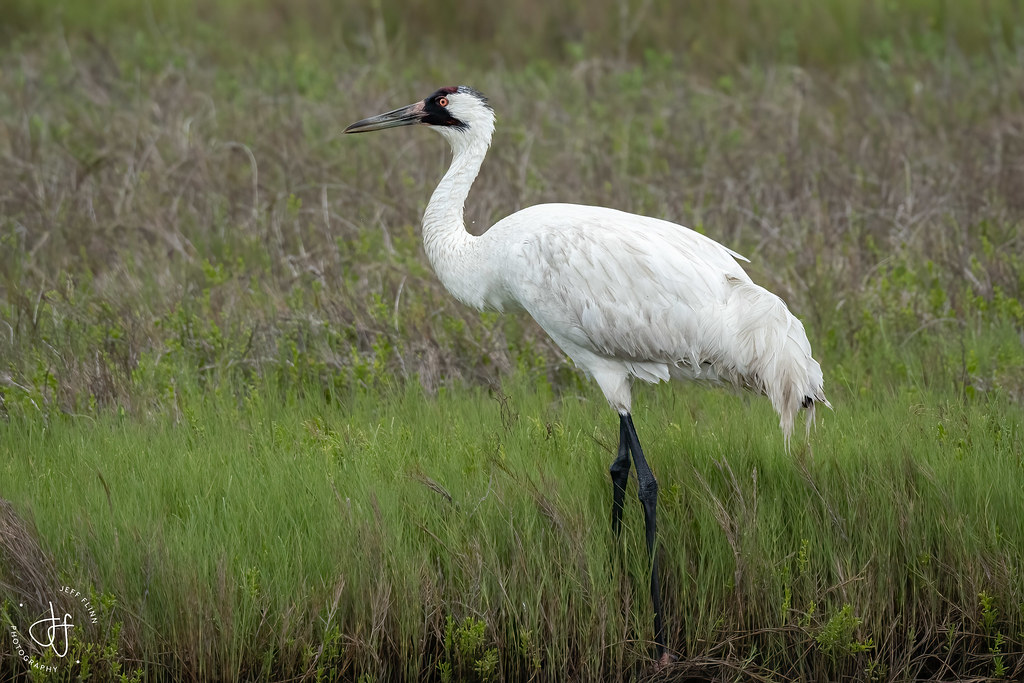 The Whooping Crane: Innovation in Conservation (Image Credits: Flickr)