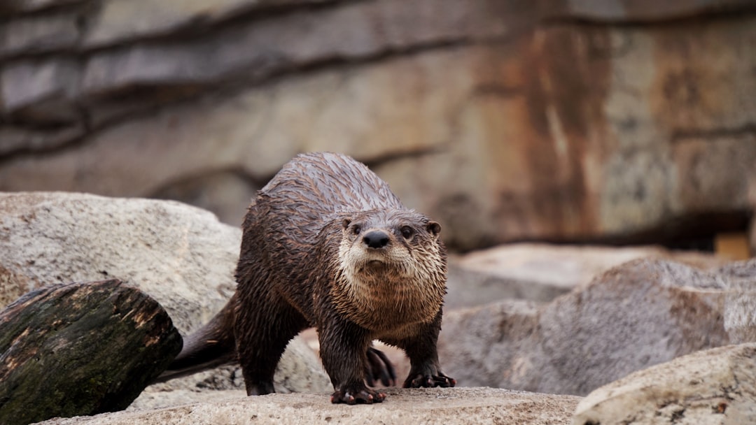 The River Otter: Playful Balance (Image Credits: Unsplash)