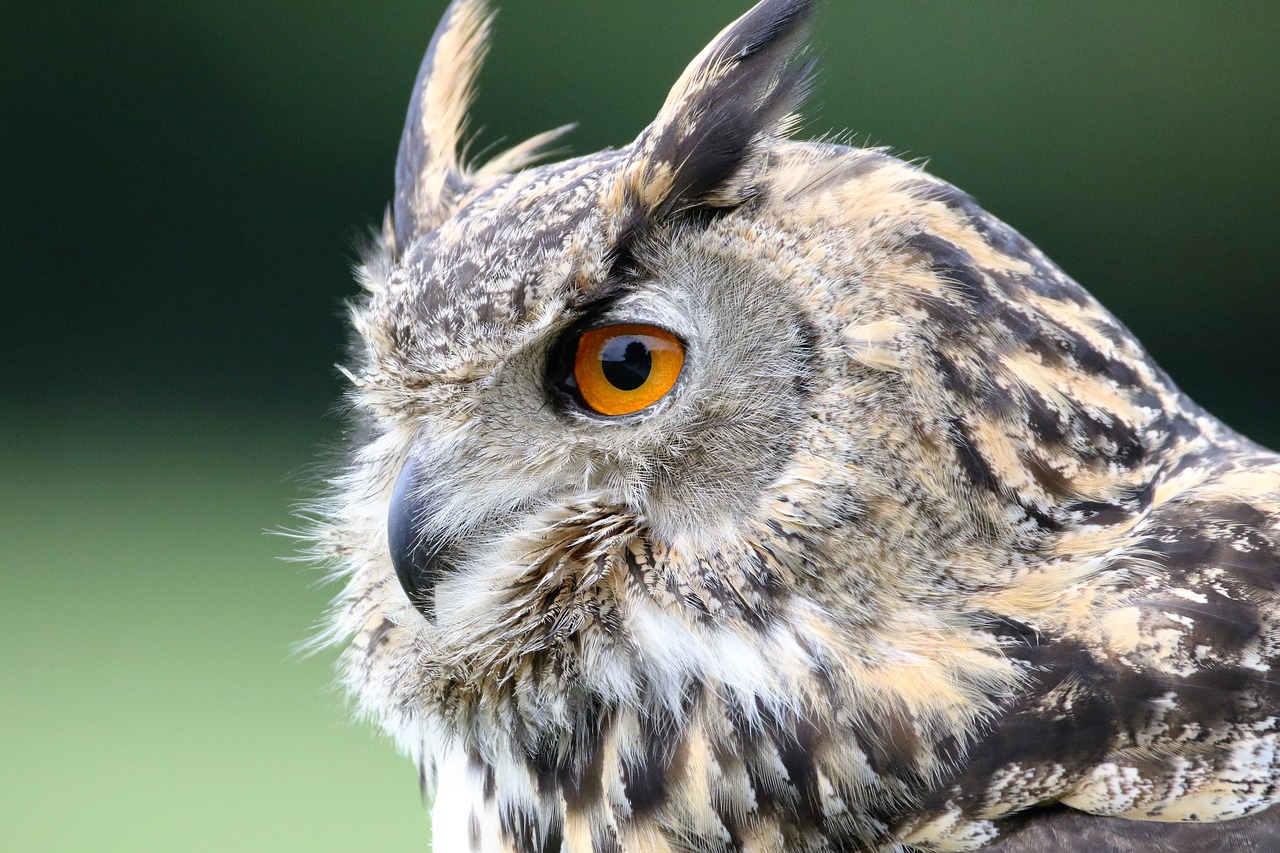 The Surprising Truth About Owl Eye Movement (Image Credits: Pixabay)