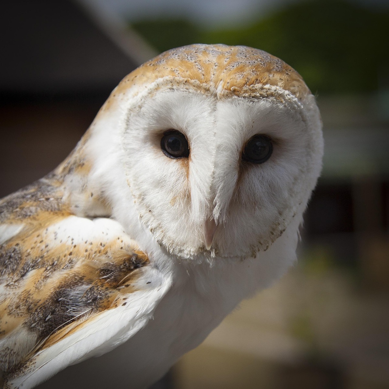 Why Fixed Eyes Are Actually a Hunting Superpower (Image Credits: Pixabay)
