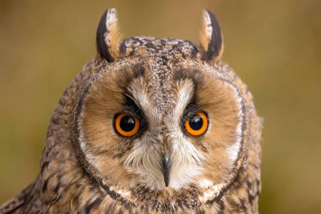 The Silent Surveillance Advantage (Image Credits: Unsplash)