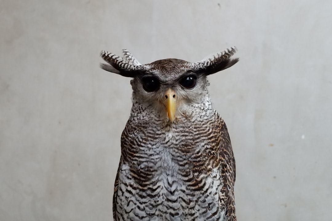 Precision Hunting Through Sound Triangulation (Image Credits: Unsplash)