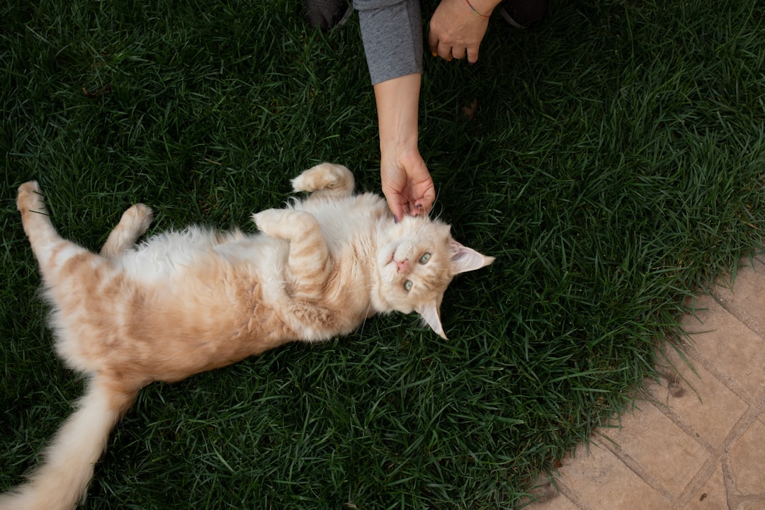 They Show You Their Belly (Image Credits: Unsplash)