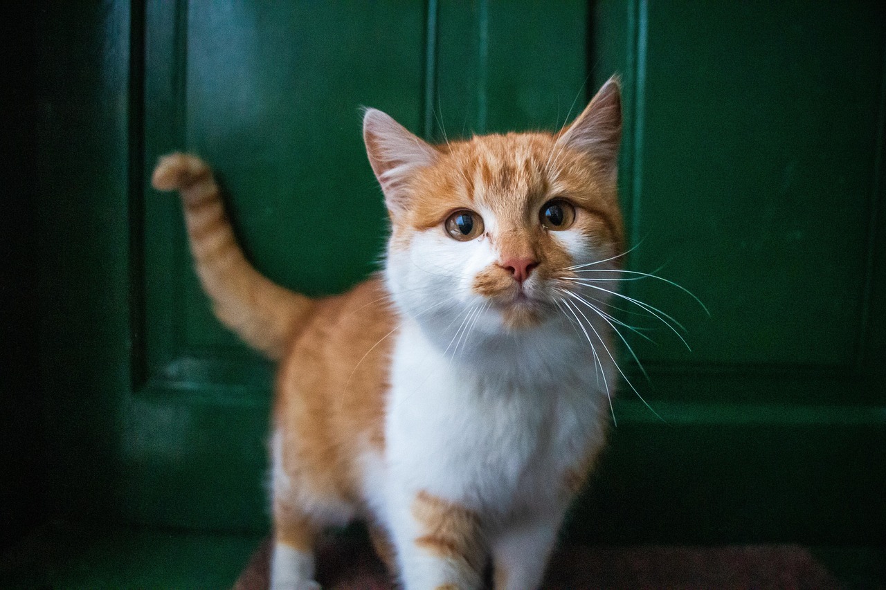 They Greet You at the Door (Image Credits: Pixabay)