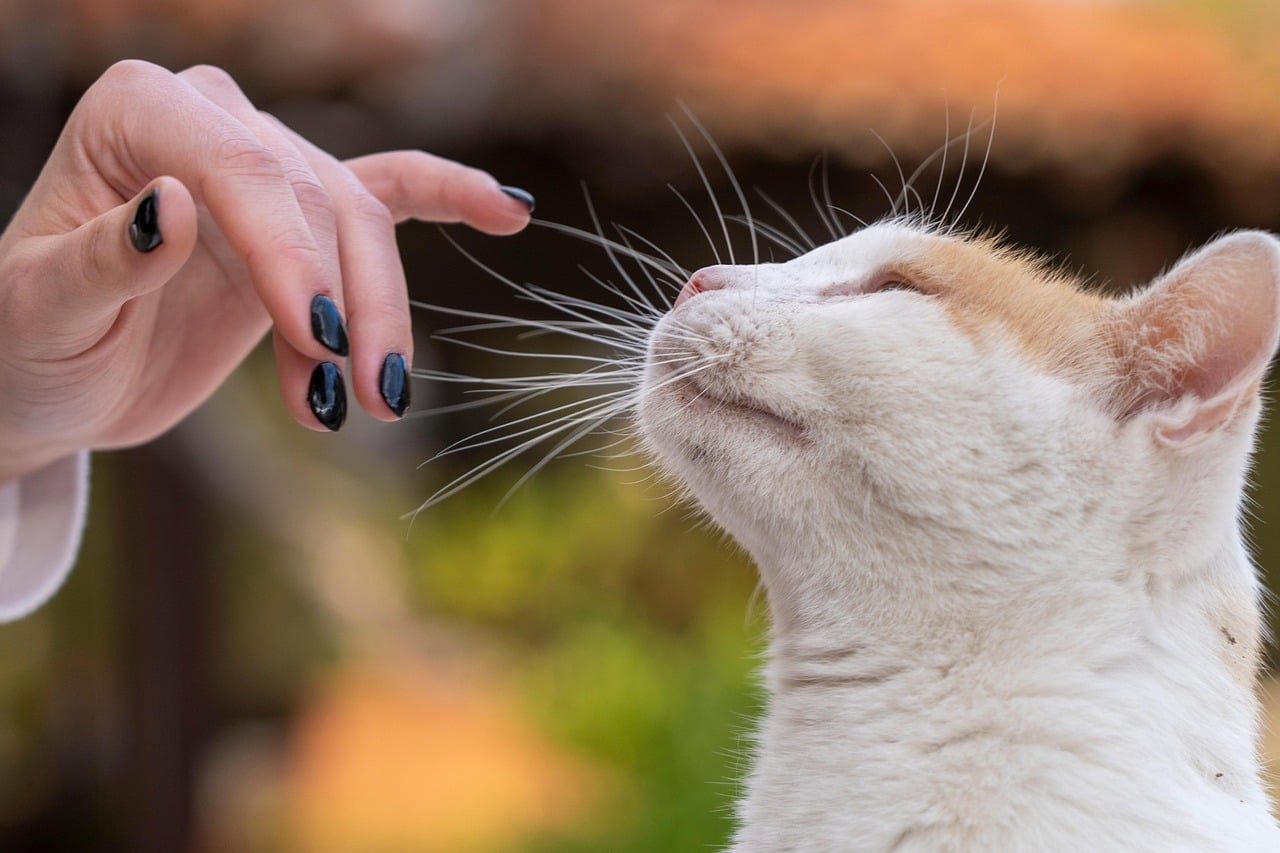 They Groom You (Image Credits: Pixabay)