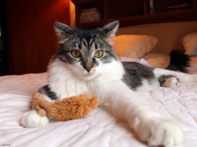 7 Signs Your Cat Trusts You More Than Anyone Else in the House