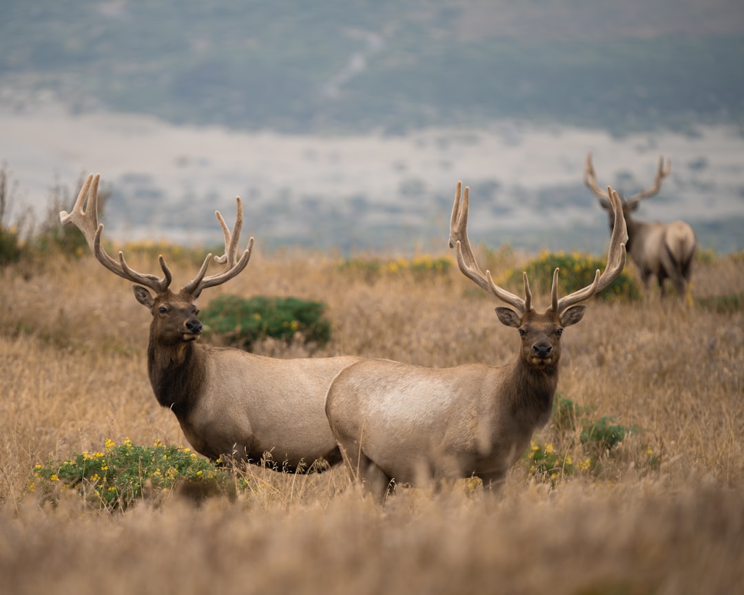 The Great Basin's Remarkable Hidden Wildlife Communities