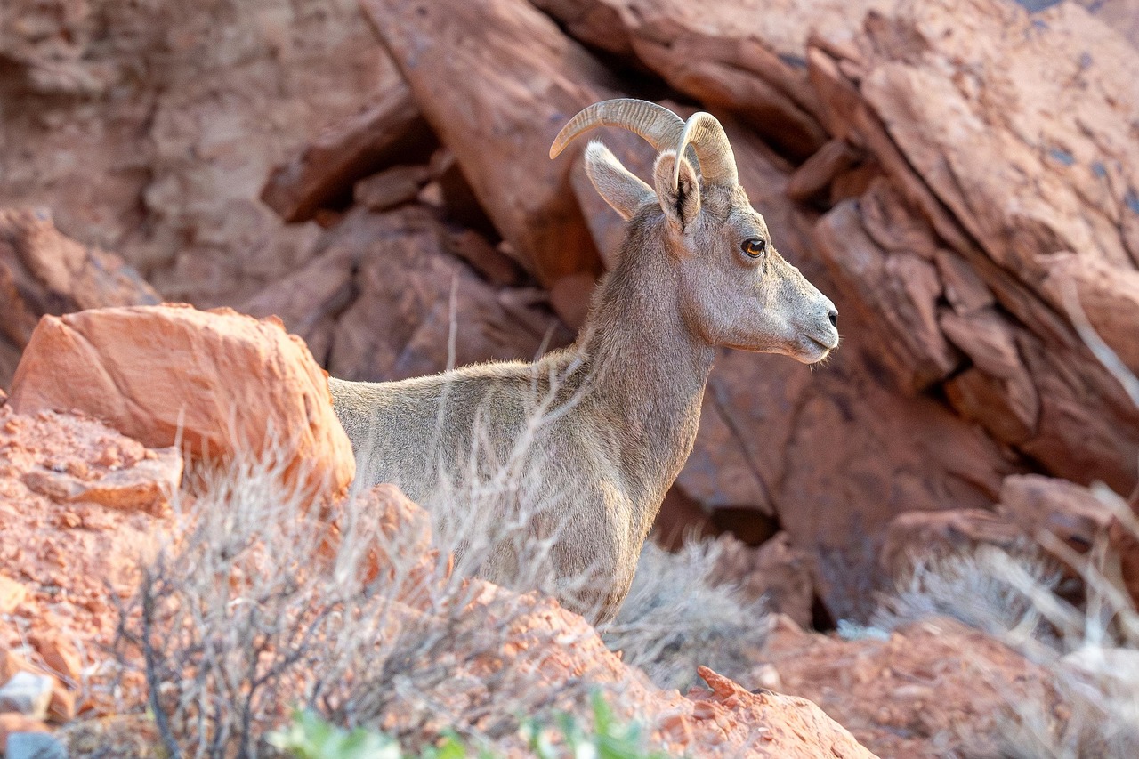 The Desert National Wildlife Refuge: America's Largest Hidden Sanctuary (Image Credits: Pixabay)