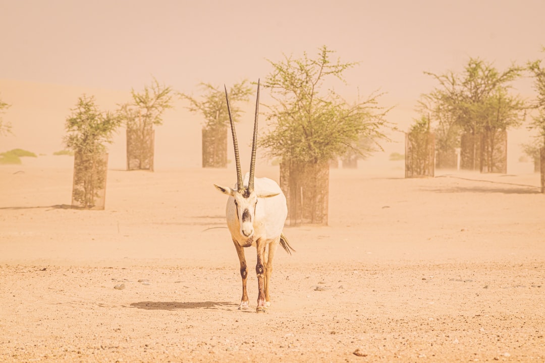 Remote Valley Oases: Where Desert Life Concentrates (Image Credits: Unsplash)
