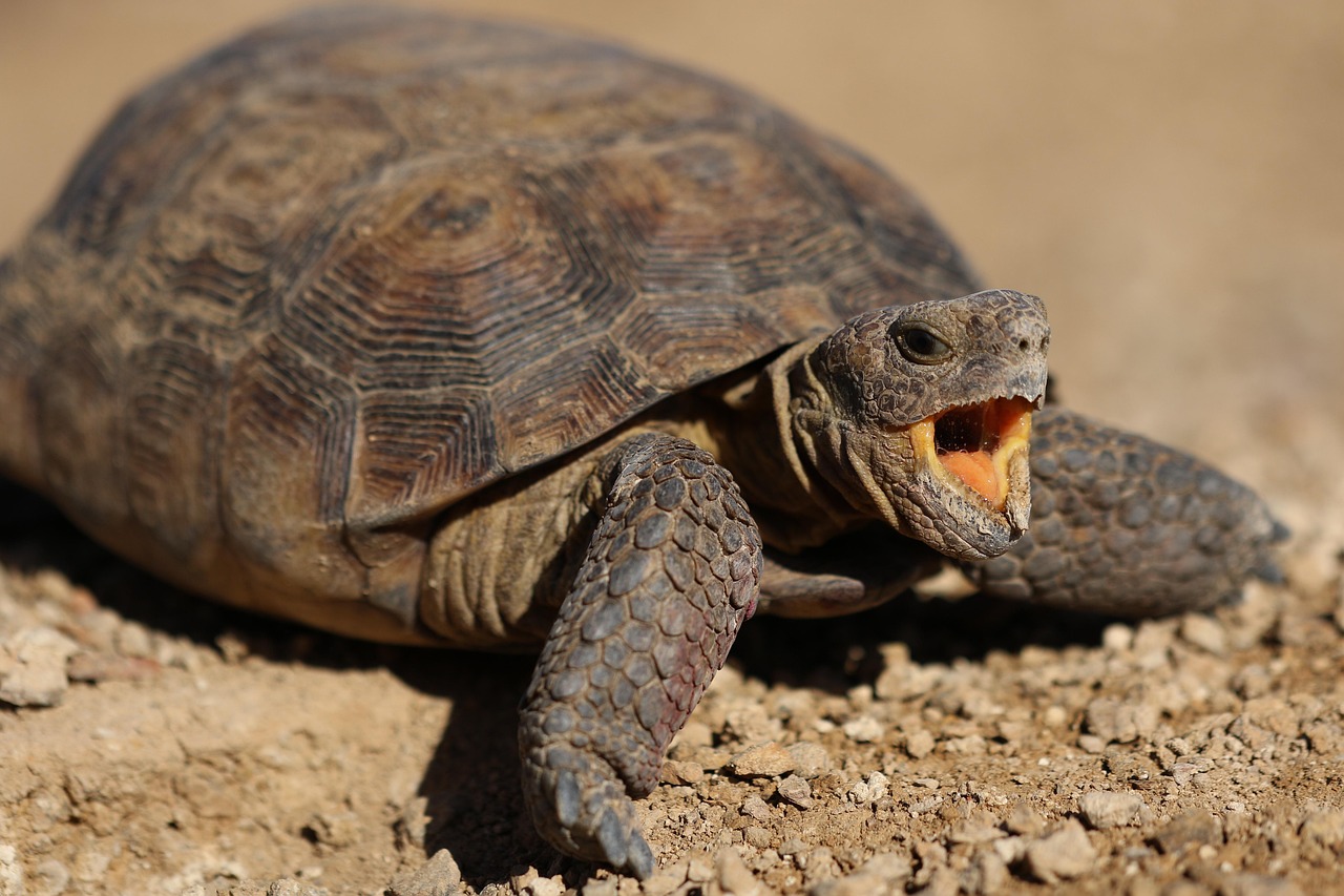 The Sonoran Desert: America's Most Biodiverse Forgotten Wilderness (Image Credits: Pixabay)