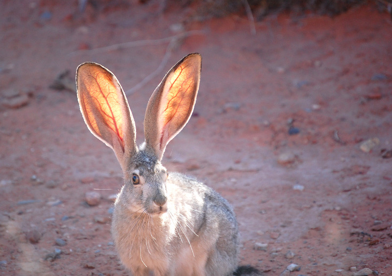 The Urgent Need for Desert Conservation (Image Credits: Flickr)
