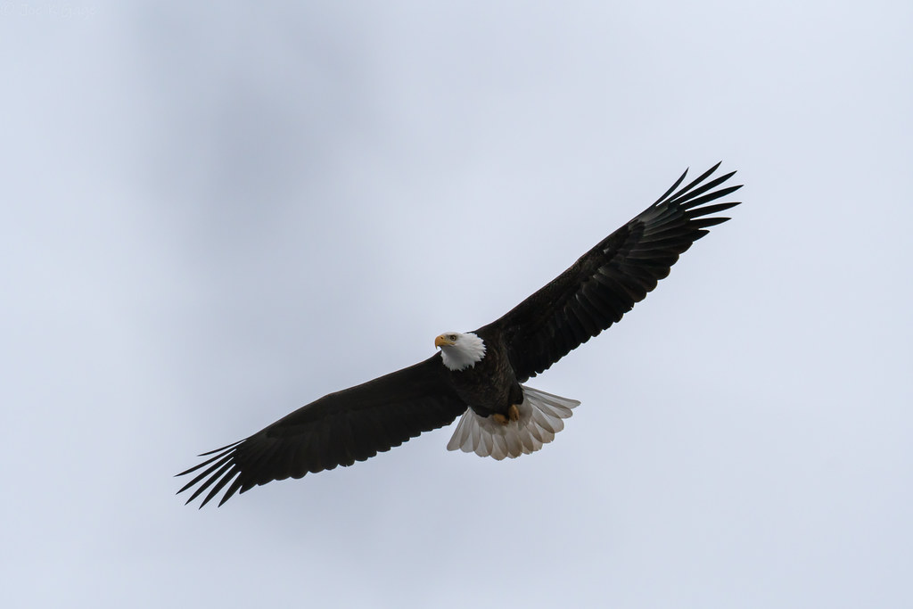Iowa's Surprising Eagle Explosion (Image Credits: Flickr)