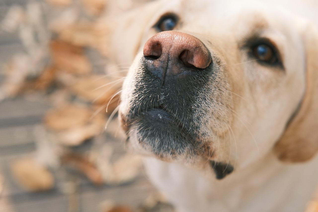 Prolonged Eye Contact That Bonds (Image Credits: Pixabay)